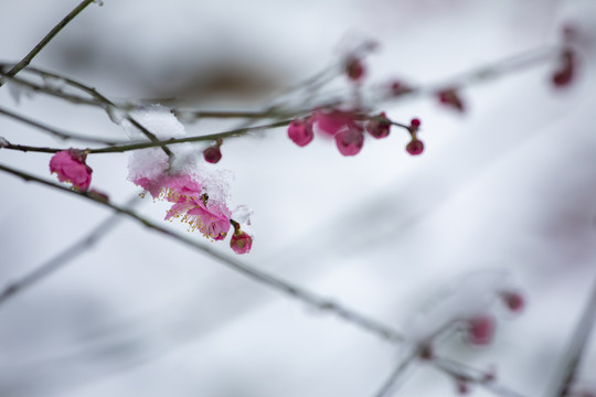 雪中绽放的梅花