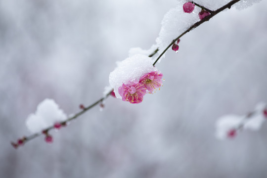 雪中绽放的梅花