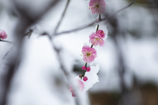 雪中绽放的梅花