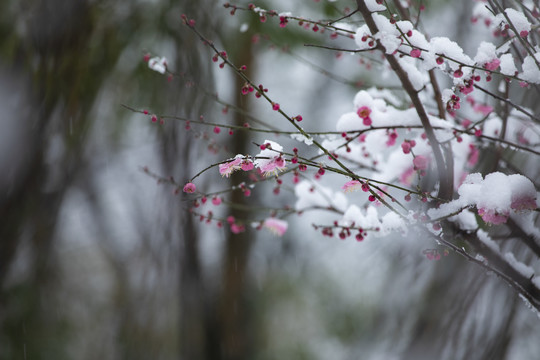 雪中绽放的梅花