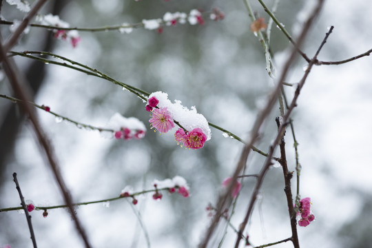 雪中绽放的梅花