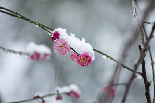 雪中绽放的梅花