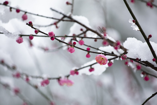 雪中绽放的红梅花