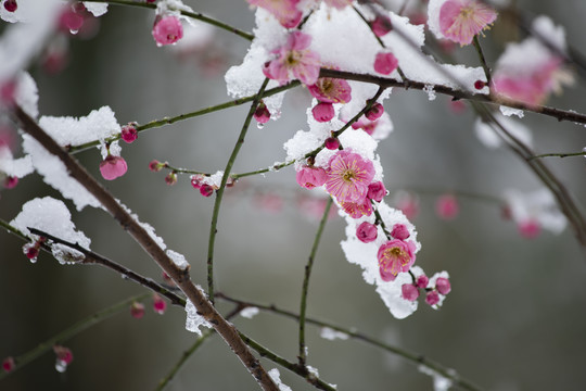 雪中绽放的红梅花