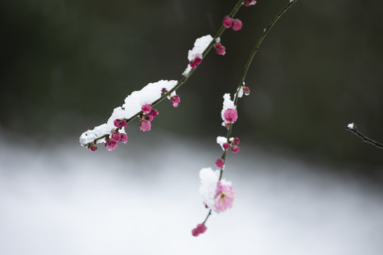 雪中绽放的红梅花