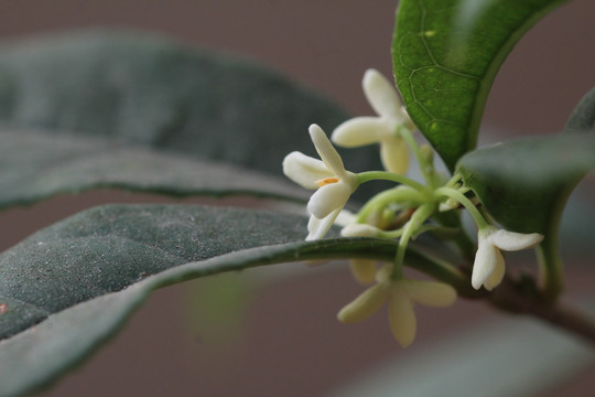 桂花