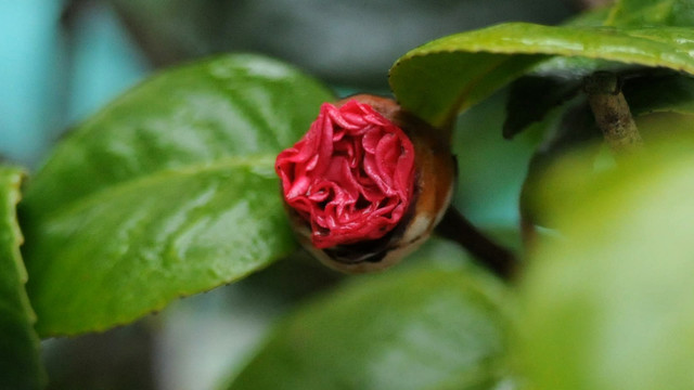 山茶花