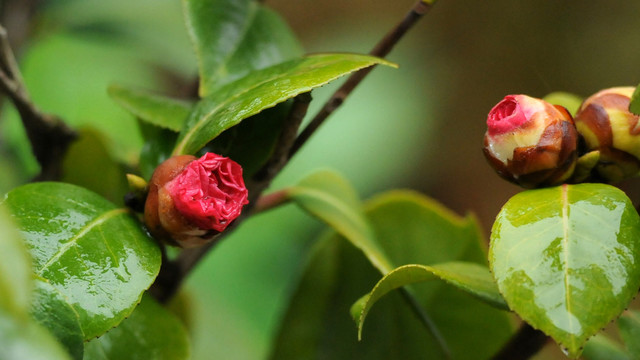 山茶花