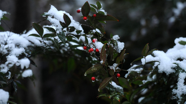 积雪