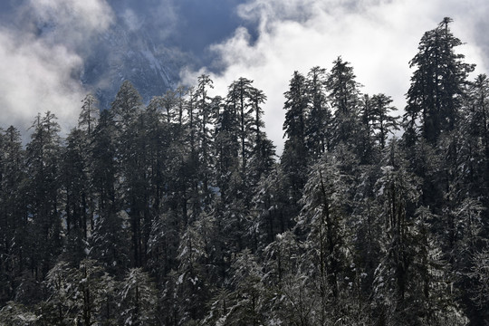 雪山森林