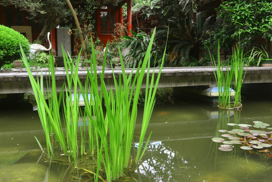 成都青羊宫池塘水景园林