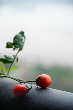 枝条上的红色小番茄