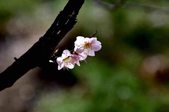 梅花