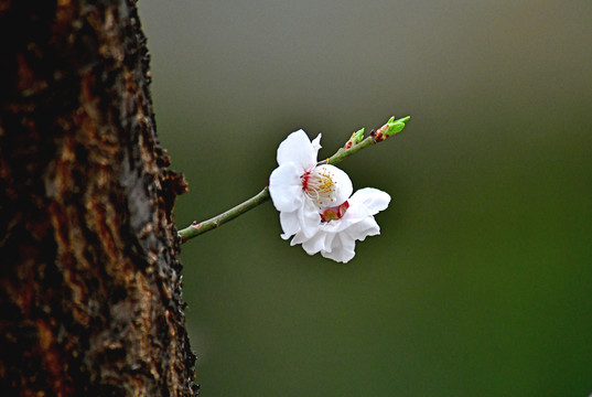 梅花