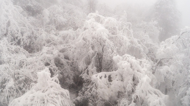 大雪压满树枝