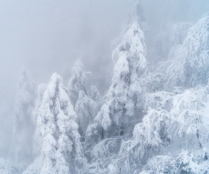 大雪压满树枝