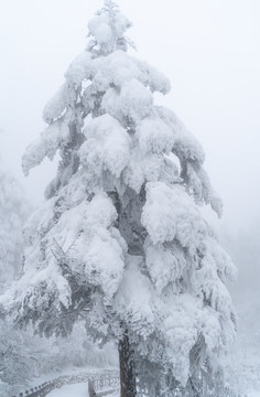 大雪压满树枝