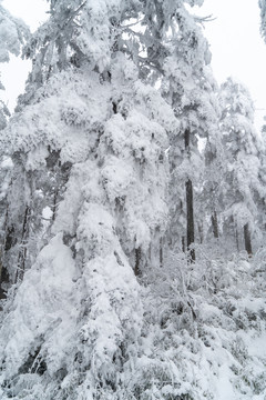 大雪压满树枝