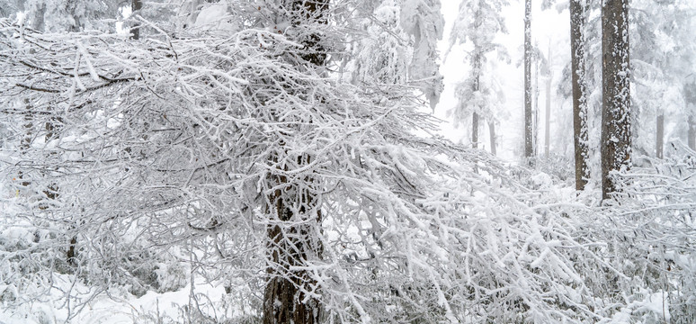 树枝积雪