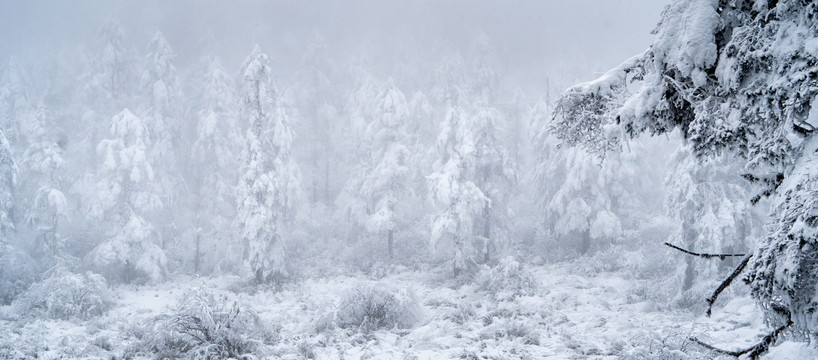 树枝积雪