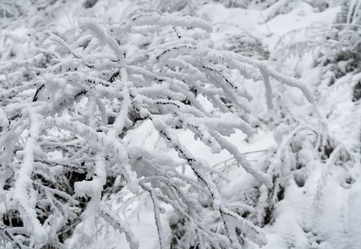 树枝积雪