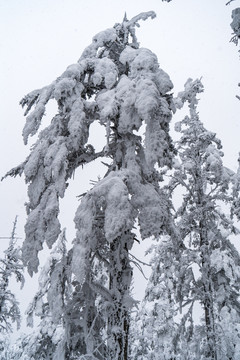 树枝积雪