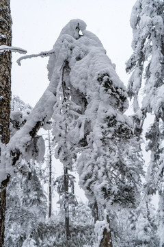 树枝积雪