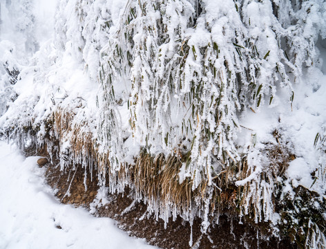 积雪野草