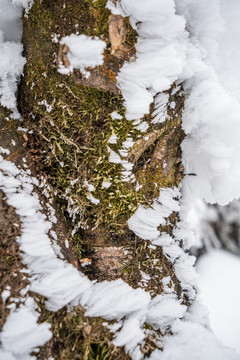 青苔雪花