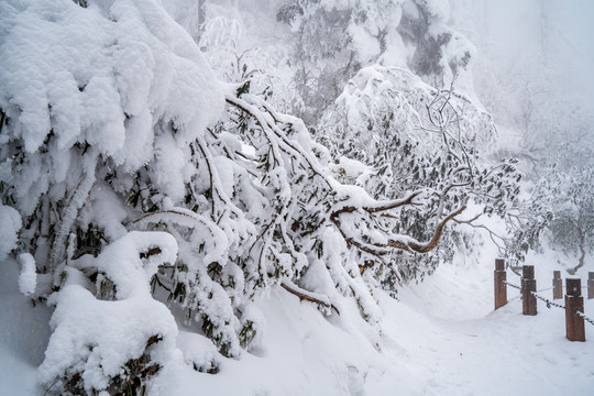 雪压树枝