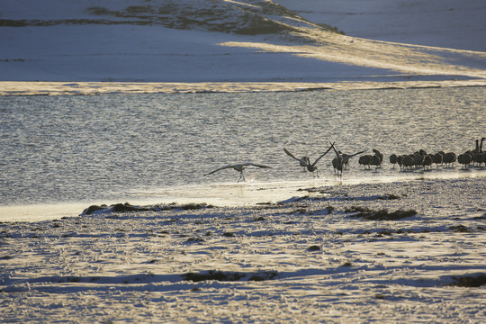 黑颈鹤大海子湿地越冬自然景观