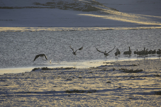 黑颈鹤大海子湿地越冬自然景观