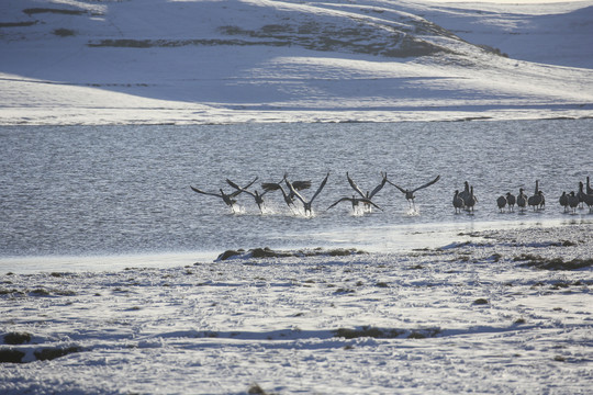 黑颈鹤大海子湿地雪地越冬