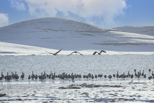 黑颈鹤雪山雪地自然景观