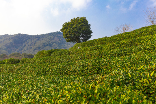 西湖龙井茶园