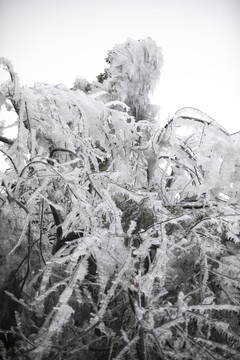 江西赣州峰山雪景雾松