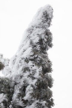 江西赣州峰山雪景雾松