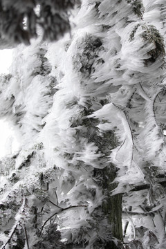 江西赣州峰山雪景雾松