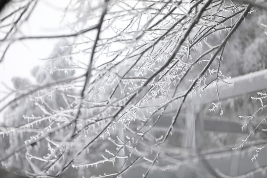 江西赣州峰山雪景雾松