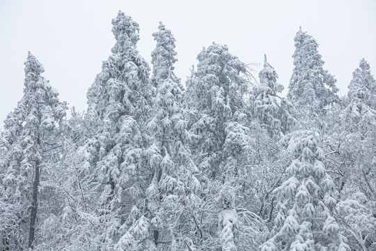 雪景