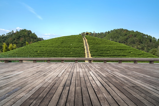 木板纹理和生态茶山
