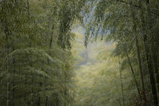 雪后的竹林