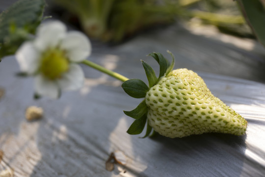 未成熟草莓