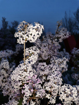 丁香花