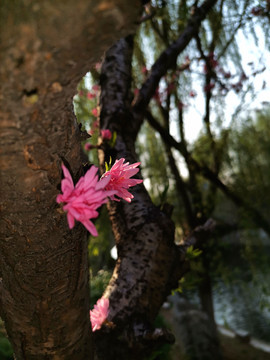 菊花桃