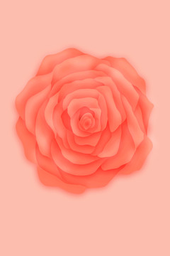质感粉红色玫瑰花