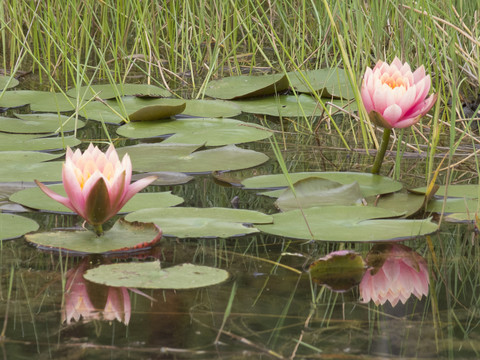 湖面上两株盛开的粉红色荷花