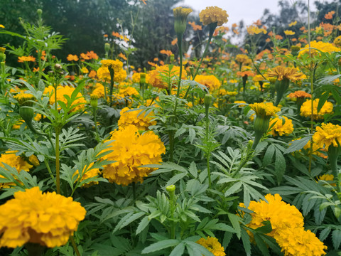 好多万寿菊花