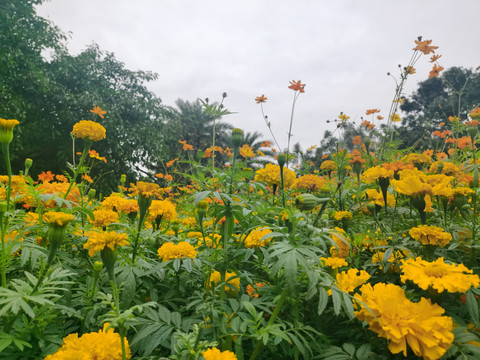 一片万寿菊盛开的花朵