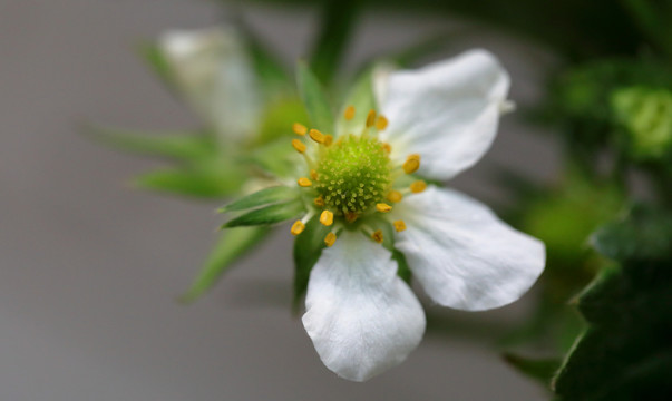 草莓开花